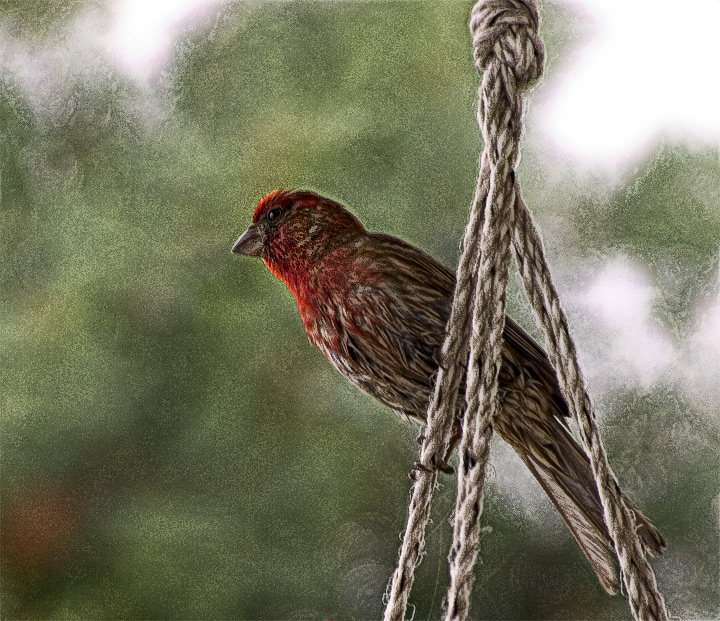 Cardinal Effects