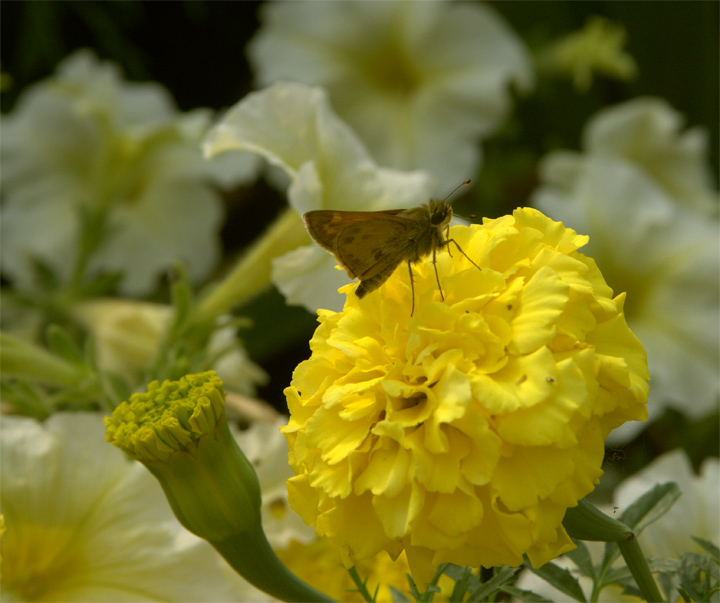 Happy Moth