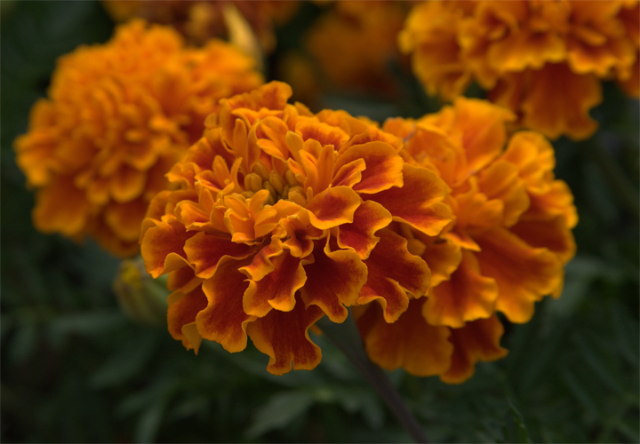 Orange Puffs