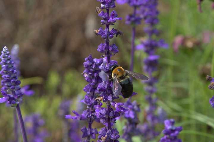 Bee-ing Blue