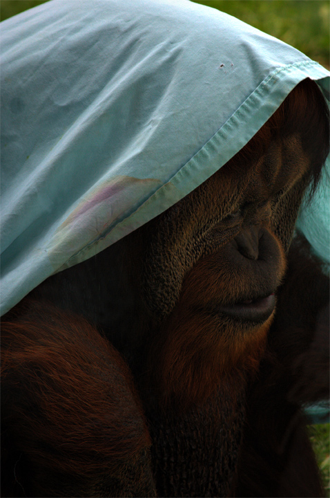 Behind the Veil