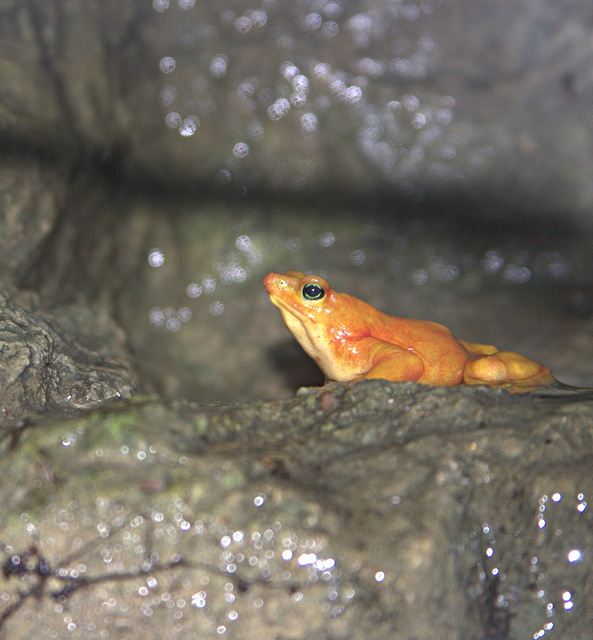 Poison Dart Frog