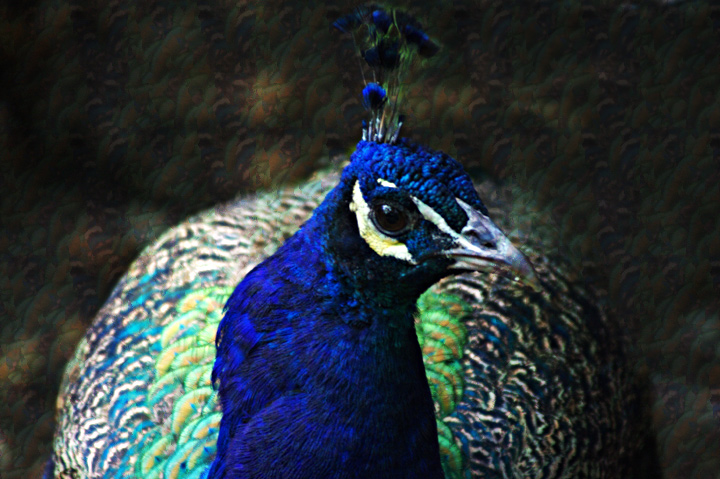 Peacock