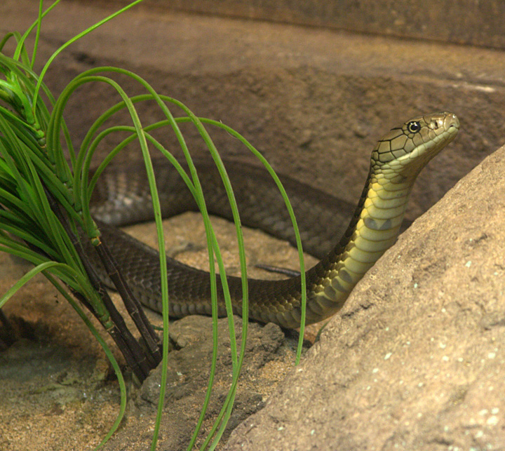 cobra_2260.jpg