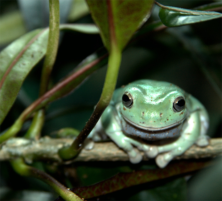 frog.jpg