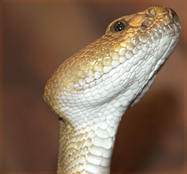Cobra