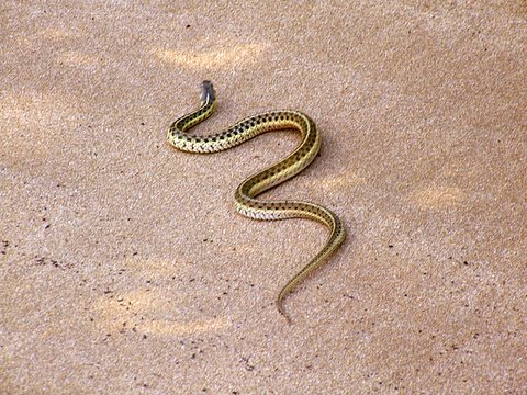 MelissasSnake.jpg