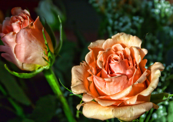 Number 9 - Roses