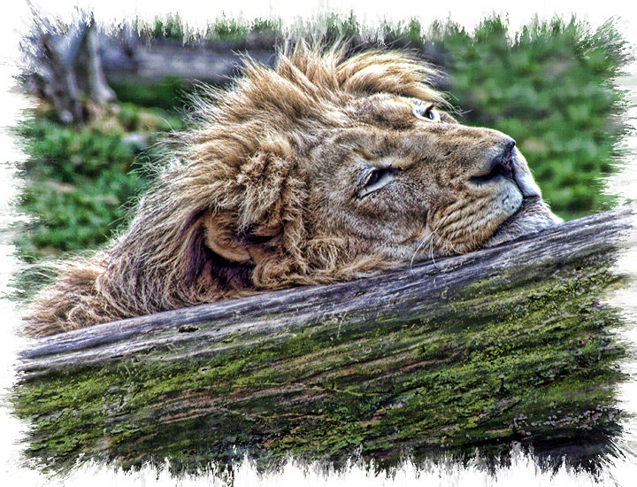 Daydreaming
