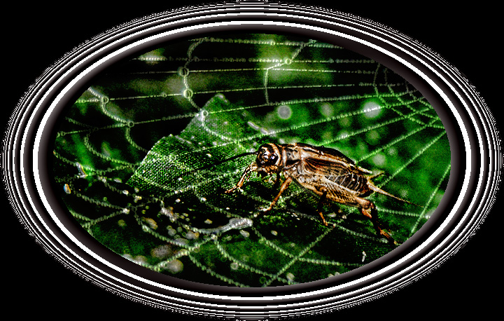 Grasshopper