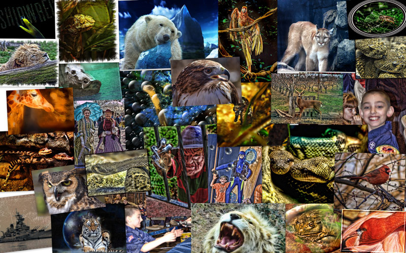 DPC-2009marchcollage.jpg