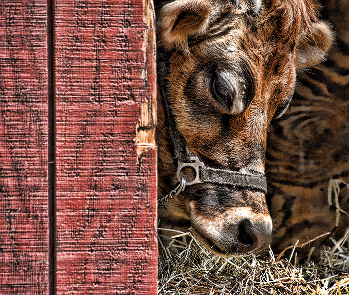 Shy Betsy