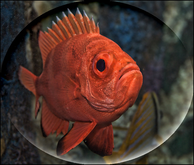 Orange Roughy