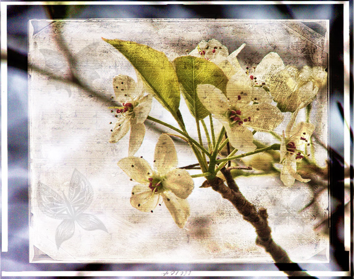 Dogwood Melody