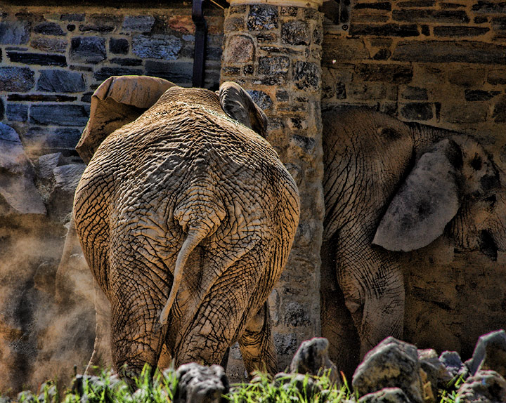 Dust Bath