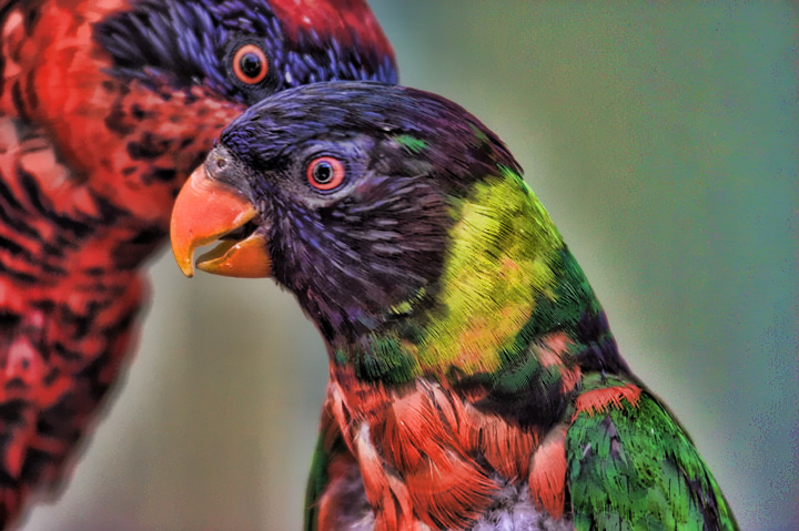 Lorikeets