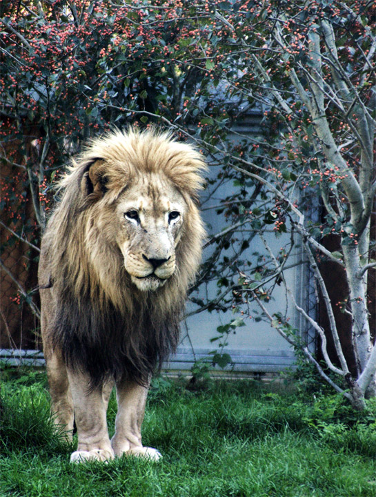 backyard pet