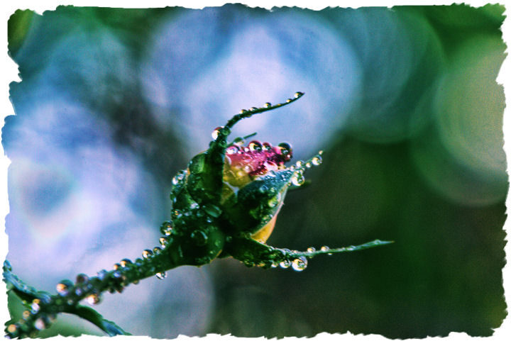 Rose Bud