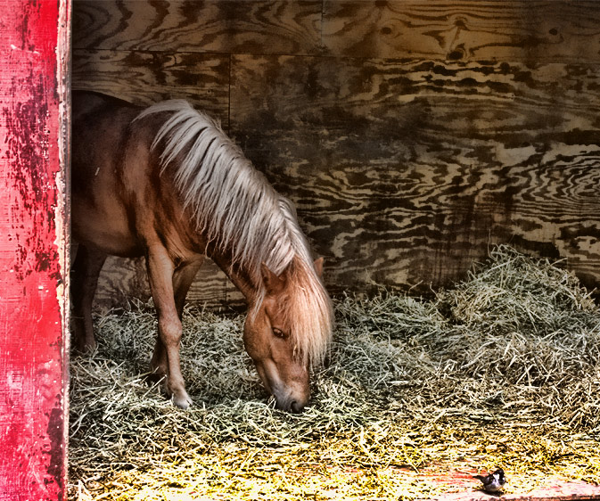 Miniature Pony