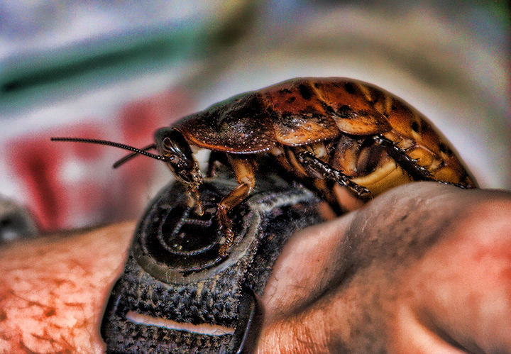 Hissing Cockroach