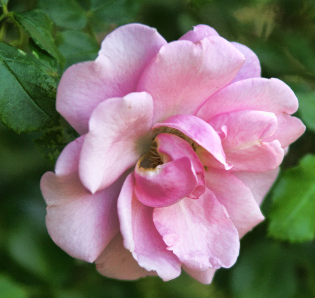 Single Bloom