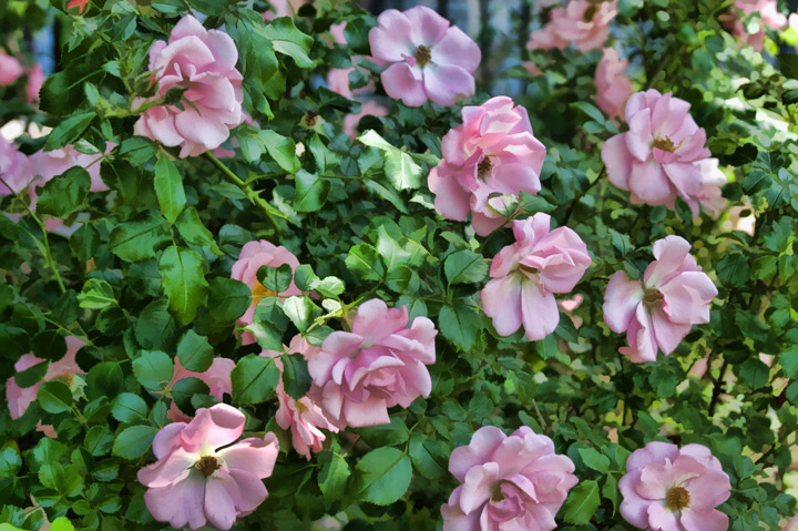 Multiple Blooms