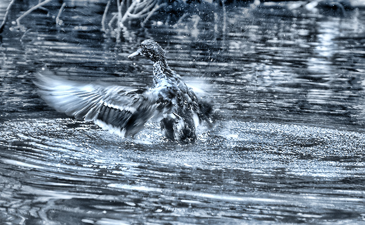 Ker-Splash!