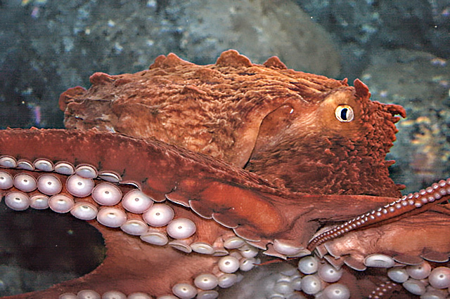 Giant Octopus