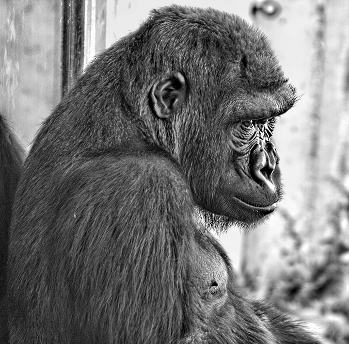 Lost in Thought