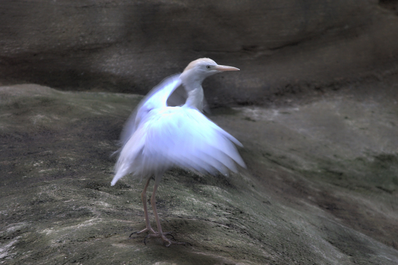 On the wings
