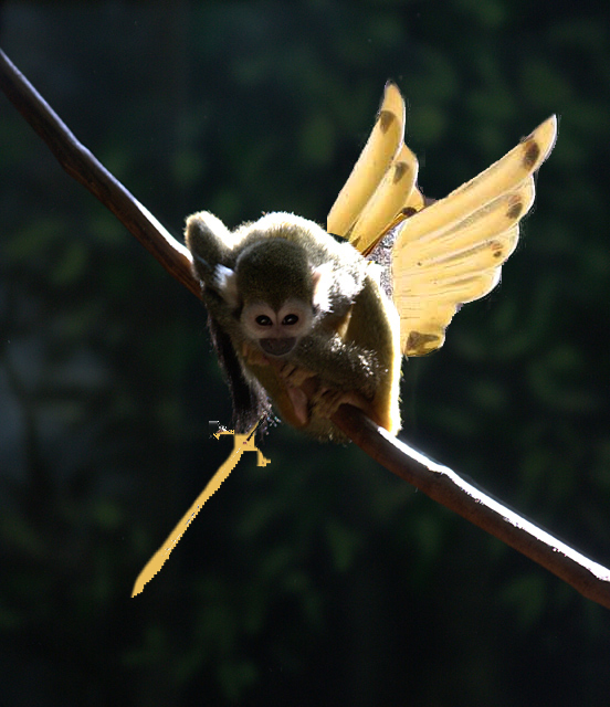 flying-monkey.jpg