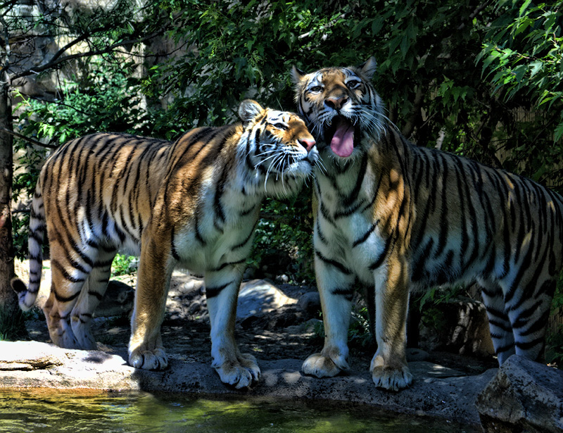 Amur Tigers