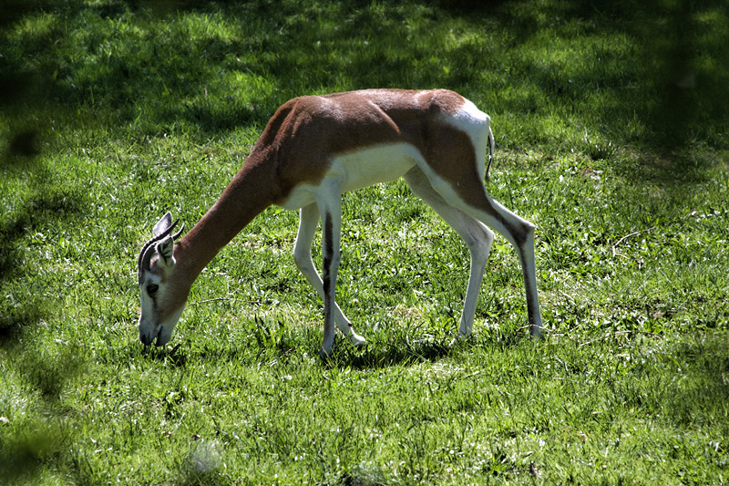 Antidorcas marsupialis 