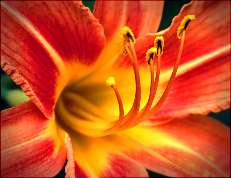 Day Lily