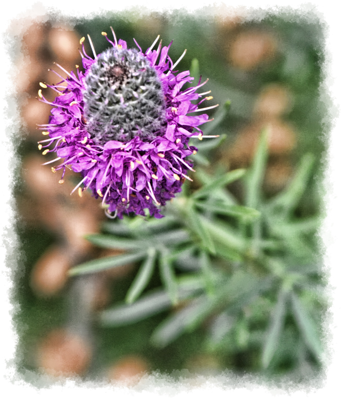 NYC High Line weed