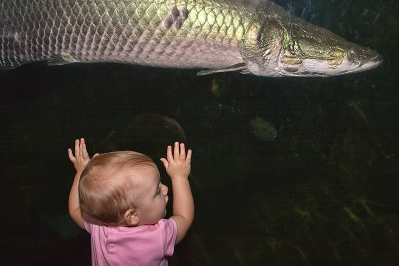 Playing with the Fishies