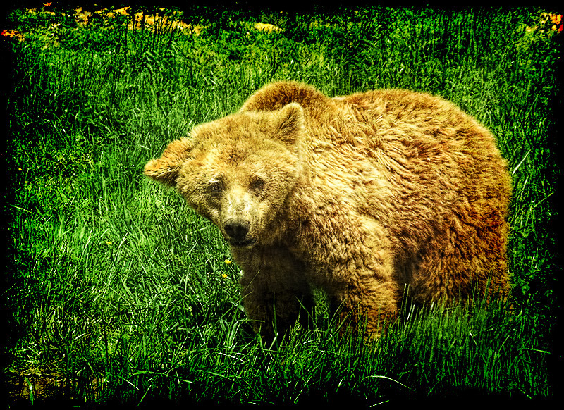 Bear 