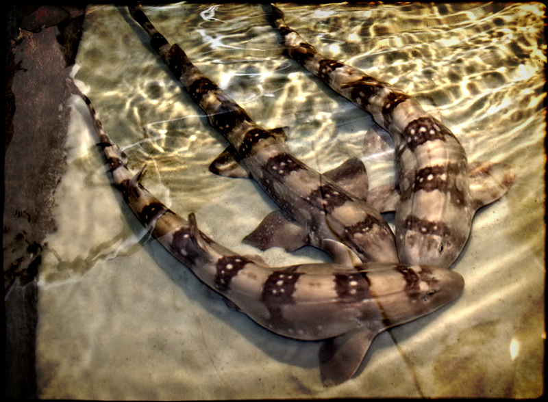 Poseidon's Trident