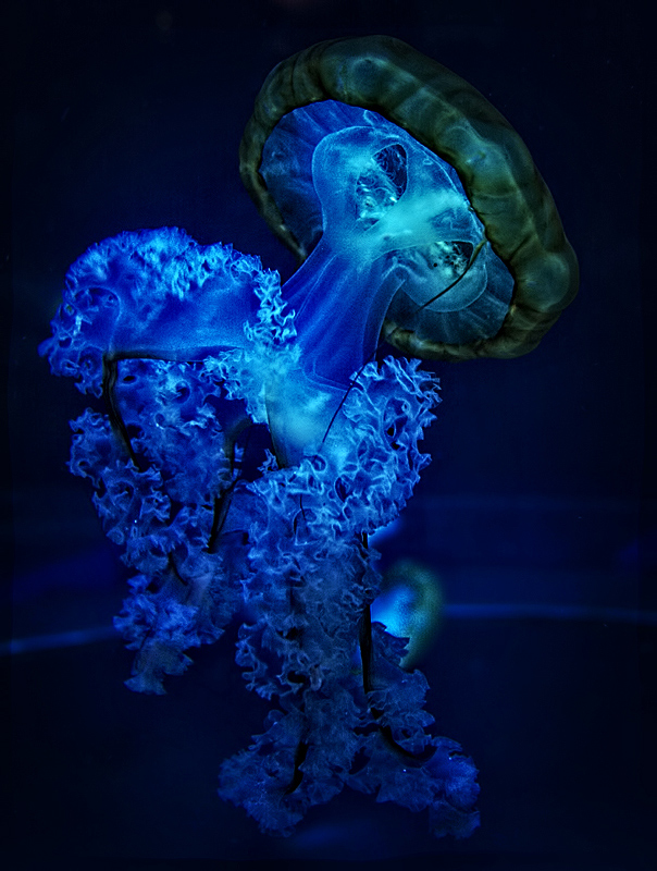 Dance of the Jelly