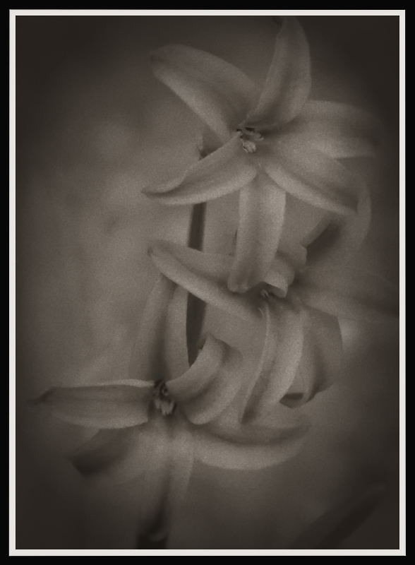 hyacinth