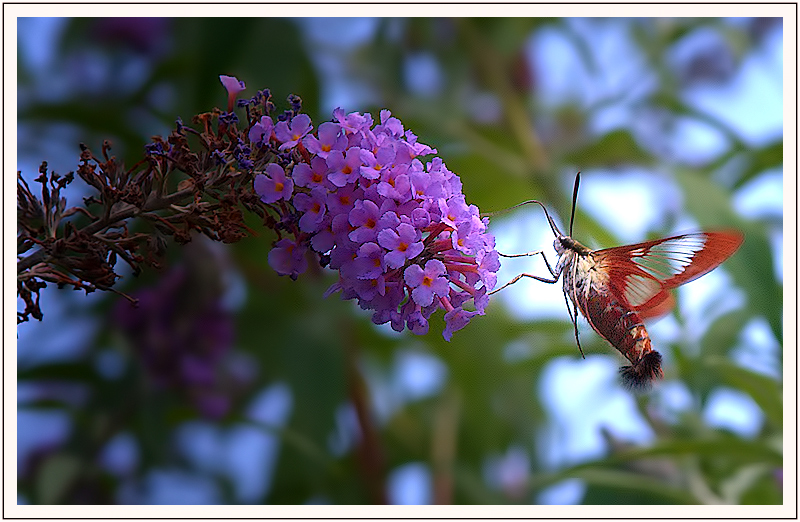 bugIMG_4006