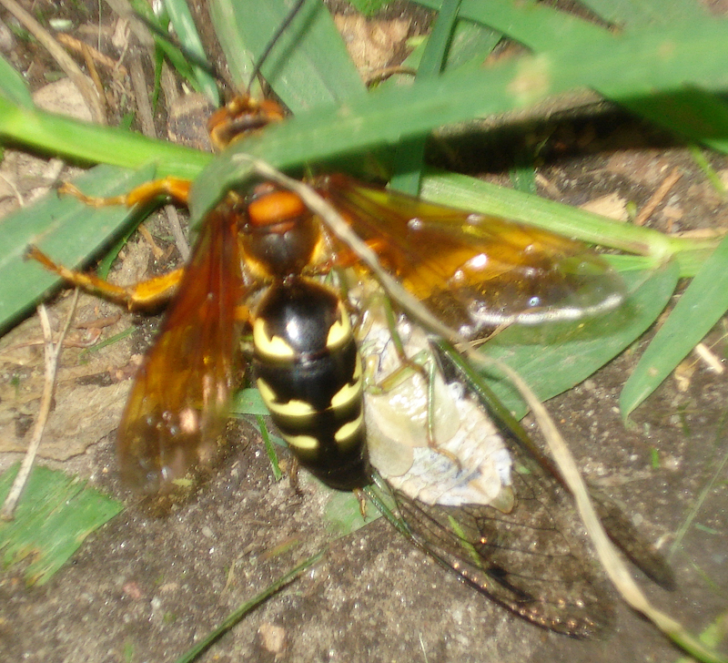 DSC00517