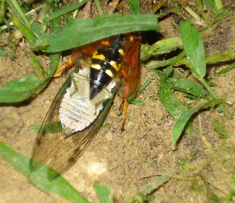 DSC00530