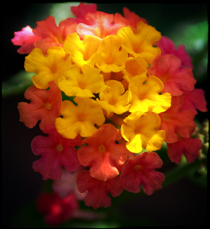 Natural Bouquet