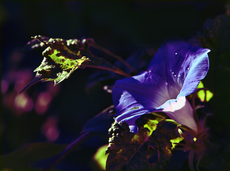 A little lomo