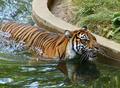 Tigers at WZP 9-2-04 C