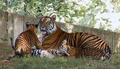 Tigers at WZP 9-2-04 A