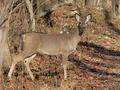 first day of deer season