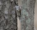 Delmarva Fox Squirel