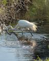 egret feeding